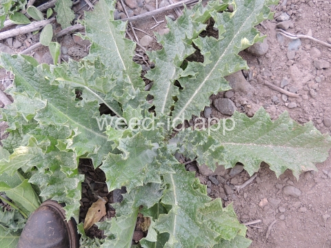 thistle, Scotch